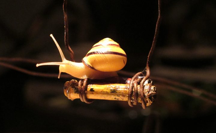 Slow Park (Attention, fauves fragiles)