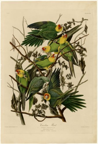 Birds of America
