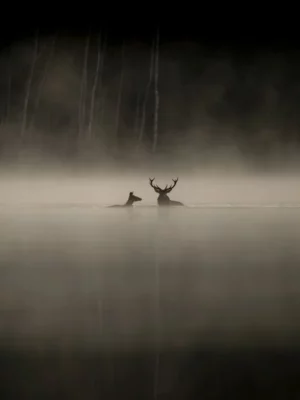 Le chant des forêts
