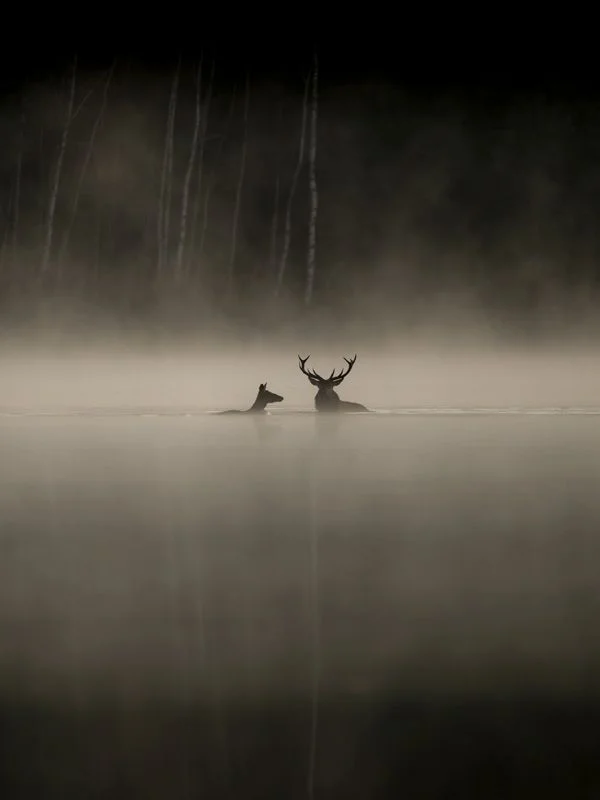 Affiche Le chant des forêts